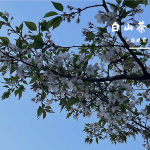 多想在平庸的生活拥抱你