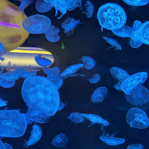 这条小鱼在乎（可是宝贝啊）