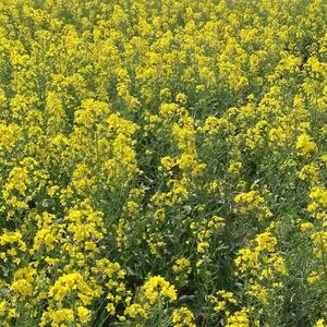 挂念(prod.by Morrow x Aye叶师傅)