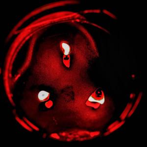 Left Behind (feat. Anthony B & @ozoisreal)