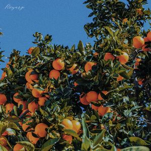 柑橘