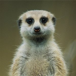 Ataque Suricata