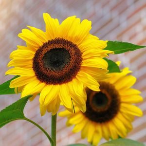 灿烂的春天 伴奏