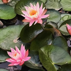 愿做那片海