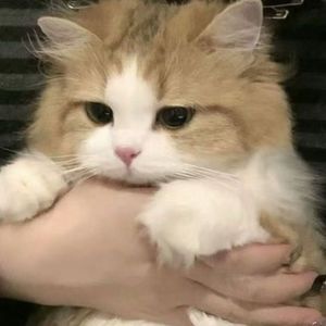 这场青春值得骄傲（cover：Vicky萱萱