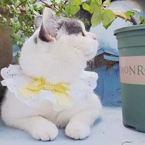 永不失联的爱(纯净版)（翻自 单依纯）