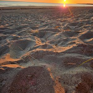 L'éternel printemps (original)