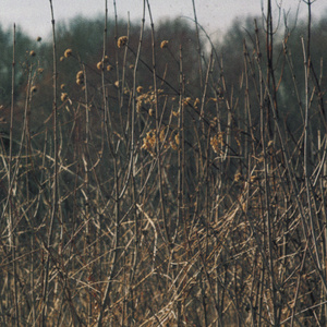 Street's Been Talking