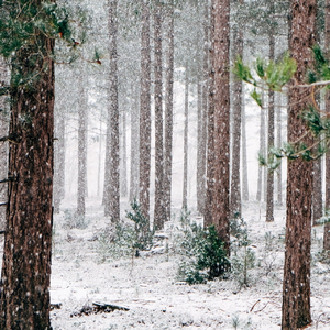 Snow Dreams