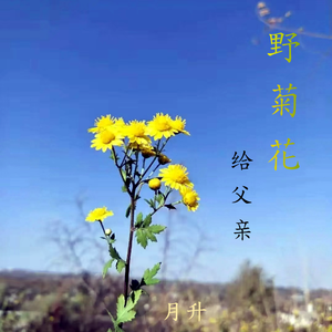 野菊花（给父亲）