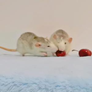 ~❤ 鼠鼠 ❤YINGYING RAT~