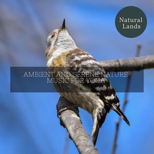 Courteous Black Birds