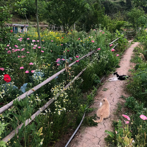 夏天的呼唤（0.95)