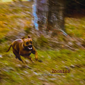 Zoomies
