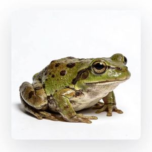 蟾蜍【和声参考】