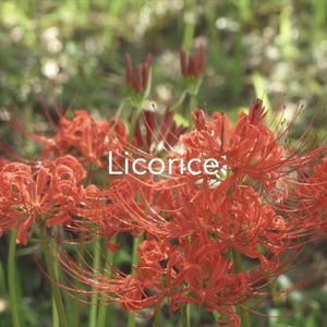 Licorice