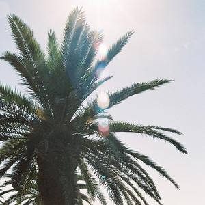 Palm Tree