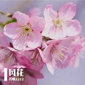 风花