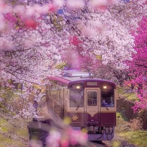 桜の木になろう