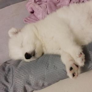 写给我家狗的歌