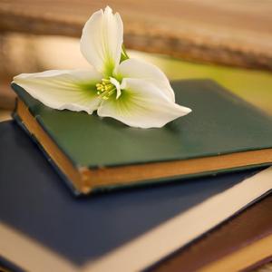 雪中的约定(图书馆学习音乐纯音乐)