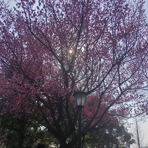 绝处歌唱·北风吹Z（大爱仙尊AI同人）