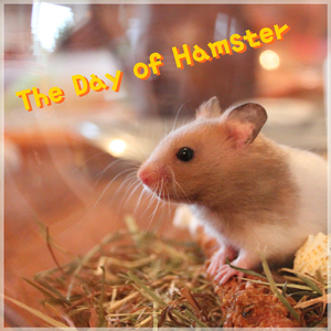 Hamster's Dream