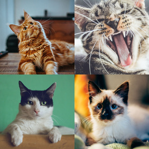 温和放松的猫梦想
