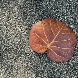 恋風邪にのせて