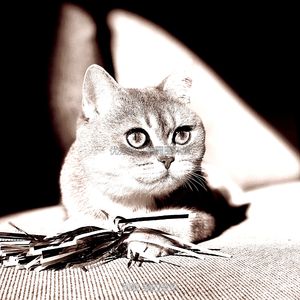温和放松的猫梦想