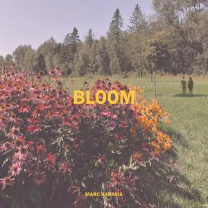 Bloom