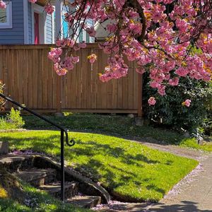 雪落无声却有痕（钢琴曲）