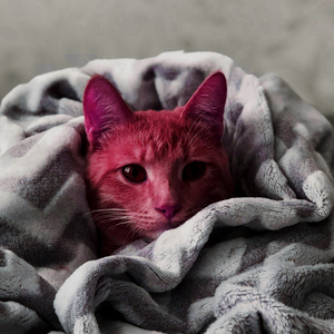 কোরআন তেলাওয়াত