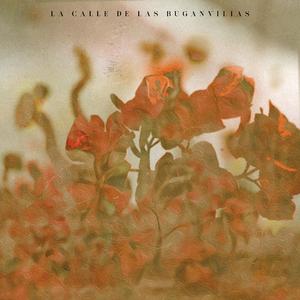 La Calle de las Buganvilias