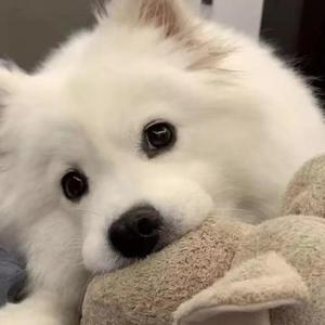 说爱你（翻自 沈以诚）