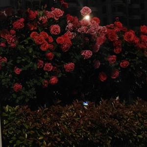 壹月贰拾（prod. by T.A.）