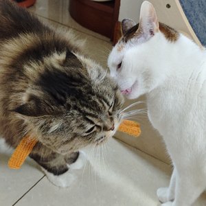 风把喜欢吹了很多年