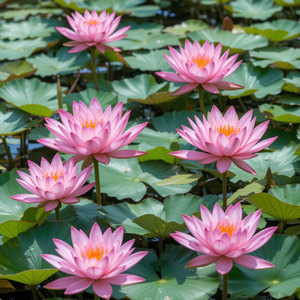 The Lotus Song of Thousand Autumns　Vol.1