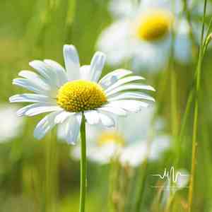 南乔枝 (空灵声治愈)