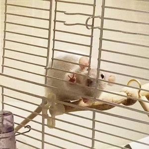 白月光与朱砂痣