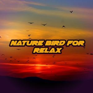 Nature Bird for Relax