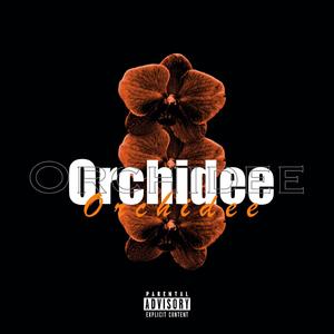 Orchidee