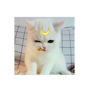 做我的猫