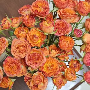 可爱宠物趣时光