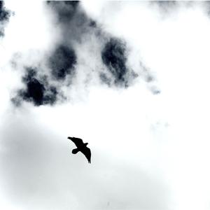 Corvids