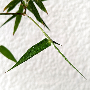 相约一九九八 (竹笛流行纯音)