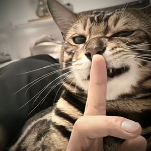 阿拉比卡的雨季