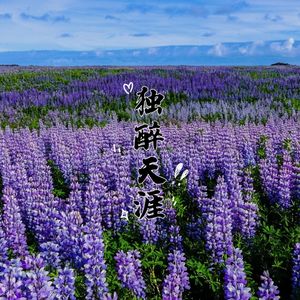 独醉天涯（新版）