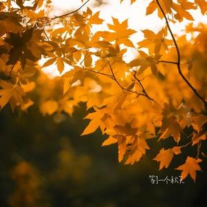 等了一个秋天