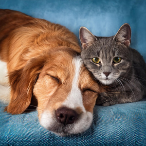 Comodidad Musical Flotante